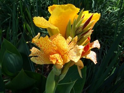 Day Lily