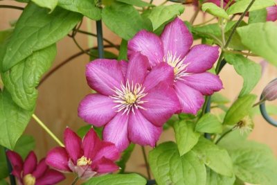 My Clematis