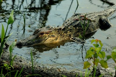 American Alligator