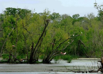 Roseate Spoonbills