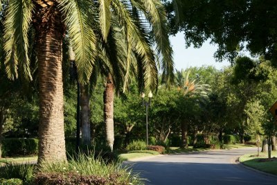 Palm Lined Streets