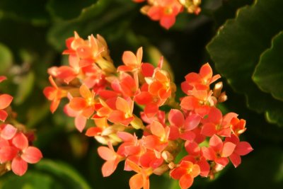 Kalanchoe