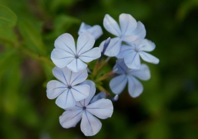My Plumbago