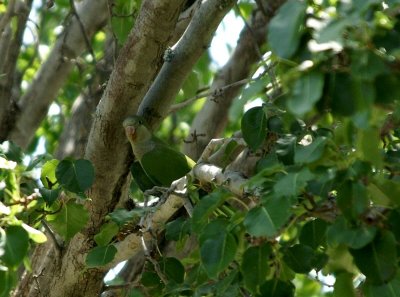 Monk Parakeet Outside my Window