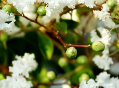 Crape Myrtle Buds