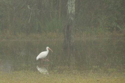 Ibis in the Fog