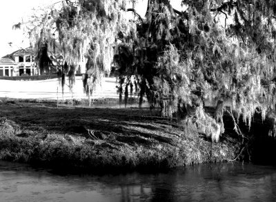 Icy Pond and Spanish Moss