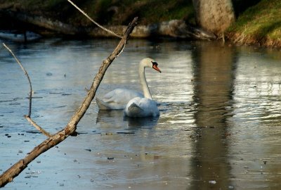 Icy Pond