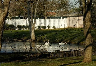 Swans In An Icy Pond