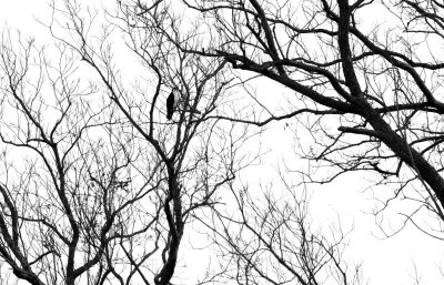 Winter Visitor - Osprey In The Pecan Trees