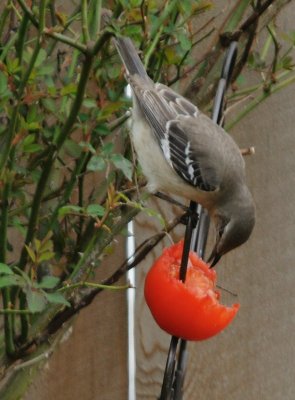 Mockingbird Eating a Tomato