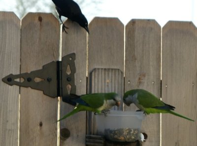 Monks in My Squirrel Feeder (taken through my kitchen window)