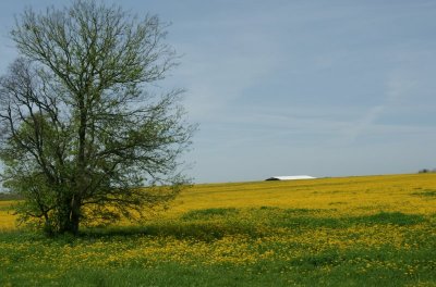 Yellow Pastures