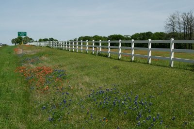 Flowers Along La Bahia Road