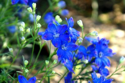 Bright Blue