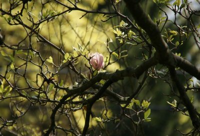 MY MOTHER'S MAGNOLIA