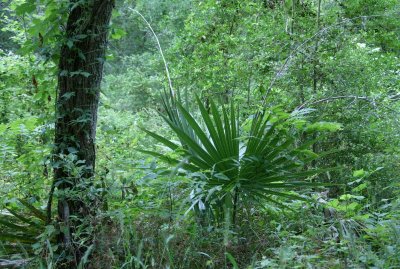 PALMETTOS IN THE WOODS