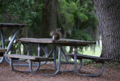 PICNICS FROM THE PAST