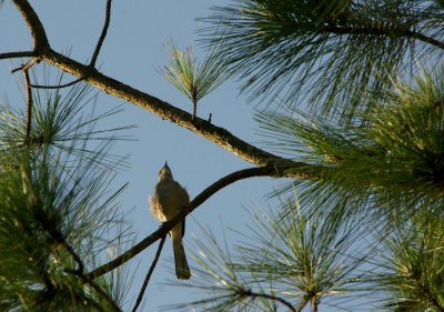 MOCKINGBIRDS SONG