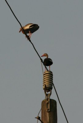 PLAYING WITH ELECTRICITY