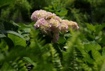 Hydrangea
