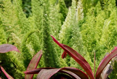 Ferns