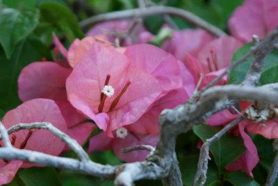 Bougainvillea