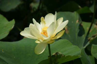 Water Lily