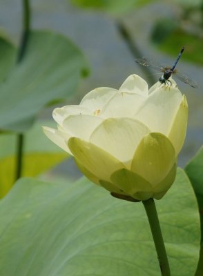 Water Lily