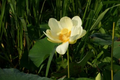 Water Lily