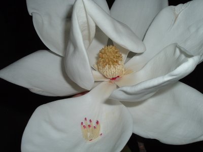 Magnolia Blossom