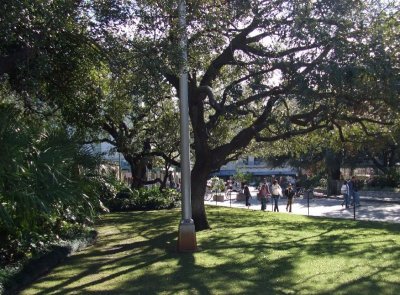 Oaks in Alamo Square
