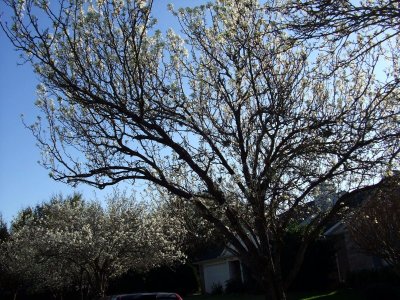 Pear Blossoms  &  Blue Sky