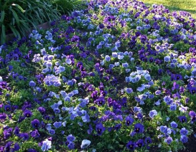 Purple Pansies by the Pool