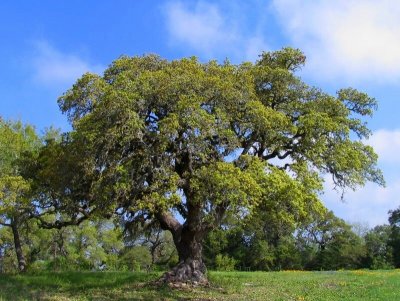 Gnarly Live Oak