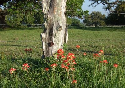 Fence Post and Paintbrushes