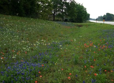 Roadside Flower Display