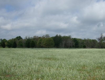 White Field and Gray Sky