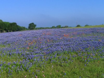 Wildflower Hill