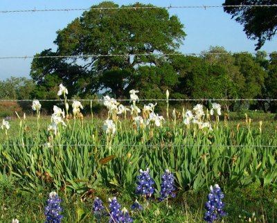 Flags & Bluebonnets