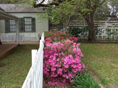 Azaleas - Moore House