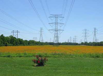 Wildflowers and a Rose