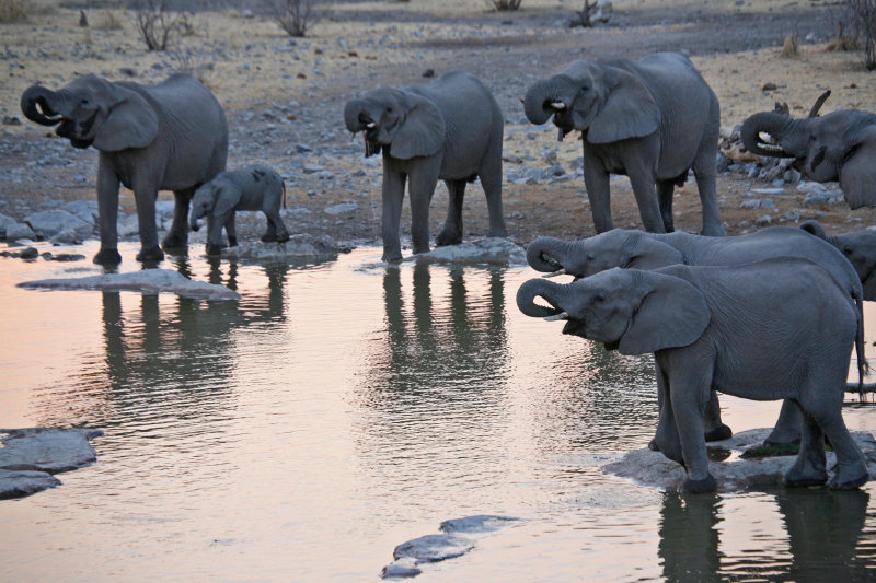 Etosha safari*