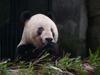 Panda 1