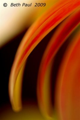Macro - Double Gerbera