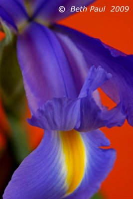 Macro - Purple Iris