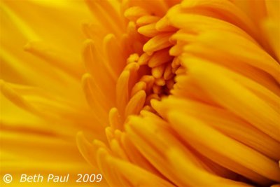 Macro - Yellow Daisy