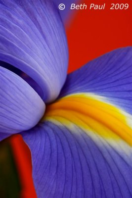 Macro - Purple Iris