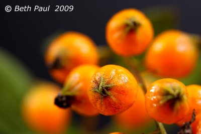 Macro - Orange Berries