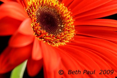 Macro - Orange Flower